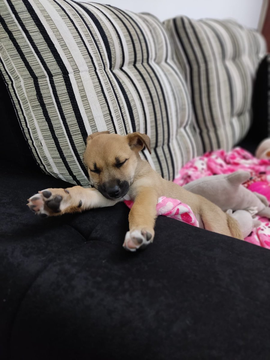Dogs_City_'s tweet photo. Les presento a pulga, el nuevo integrante de la familia #DogsCity #HablemosDePeludos https://t.co/dKRDWGGuwD