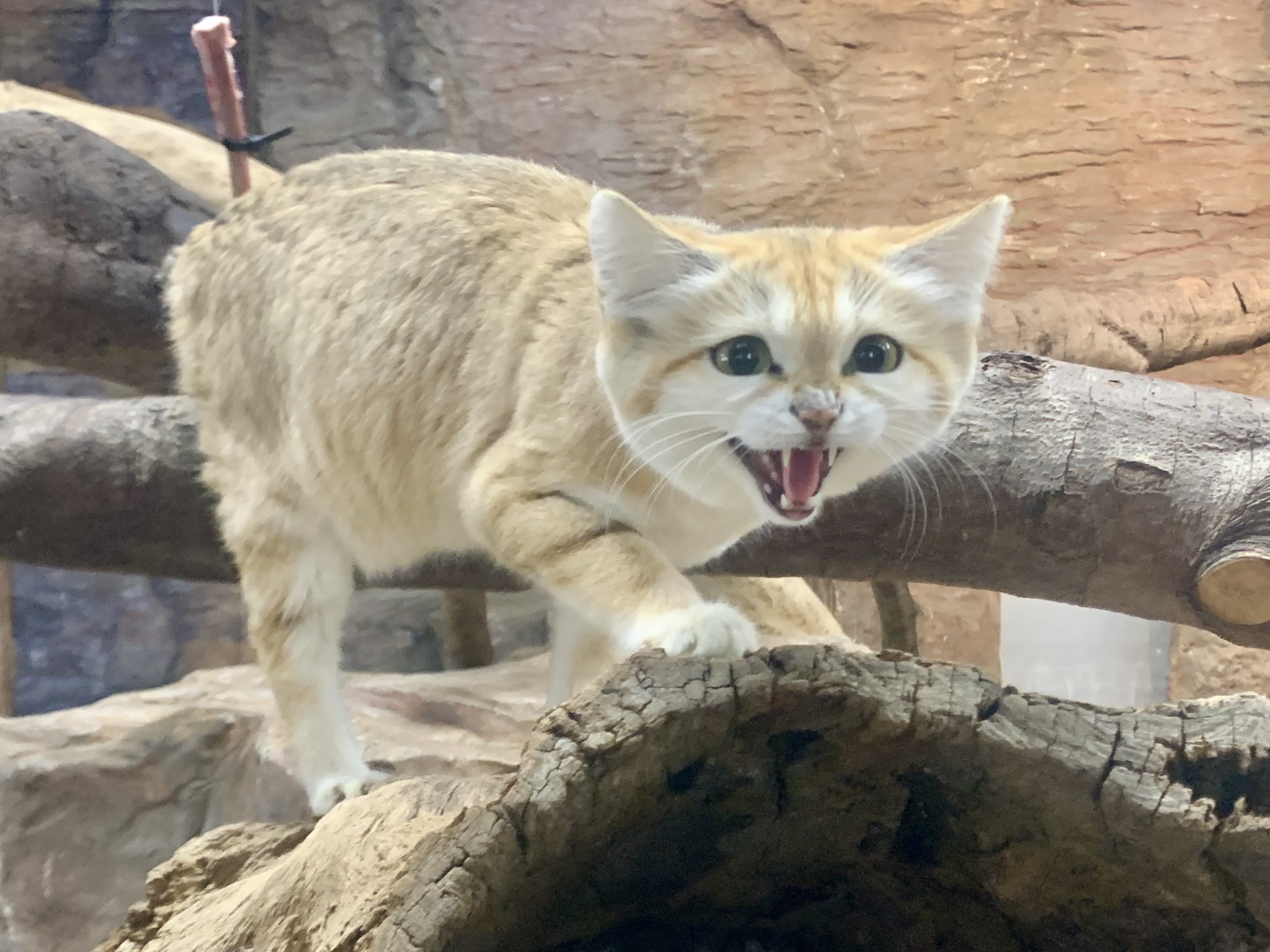 那須どうぶつ王国 シャーいただきありがとうございます 続編は後ほど ジャミール スナネコ四姉妹 那須どうぶつ王国 T Co Axrkz0l92w Twitter