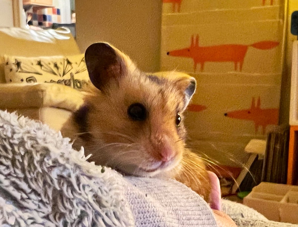 I do hope you are all having a wonderful evening