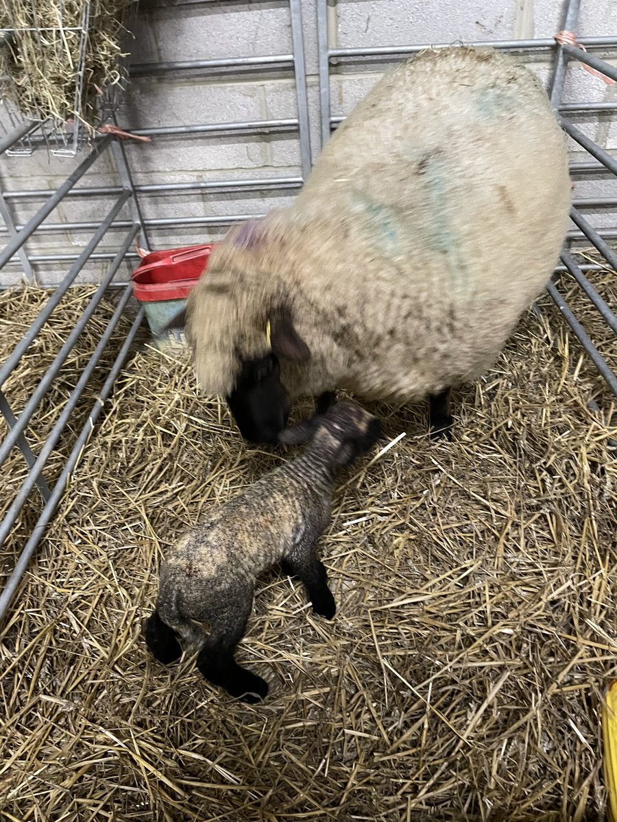 PowerLaurence's tweet photo. A strong ram to a shearling ewe tonight .#farm24 https://t.co/cUEqZNr74e