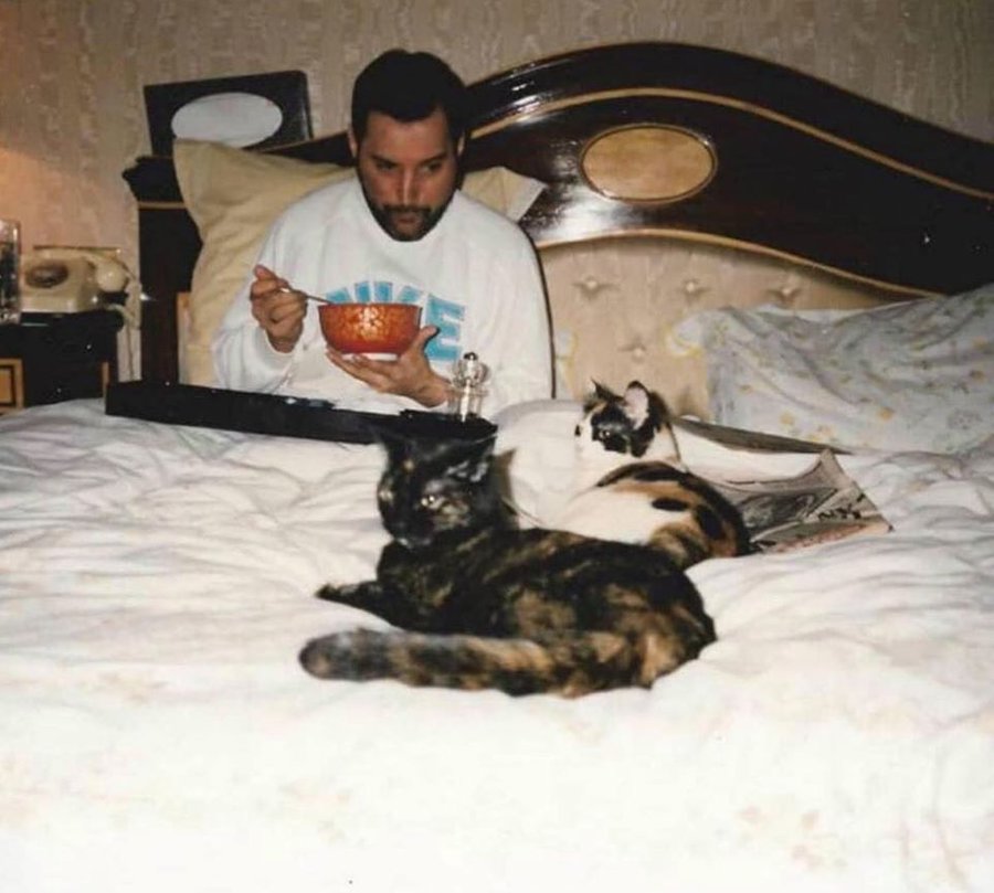 crockpics's tweet photo. Freddie Mercury eating soup in bed with his cats, 1987. https://t.co/2PPUMyiqhe