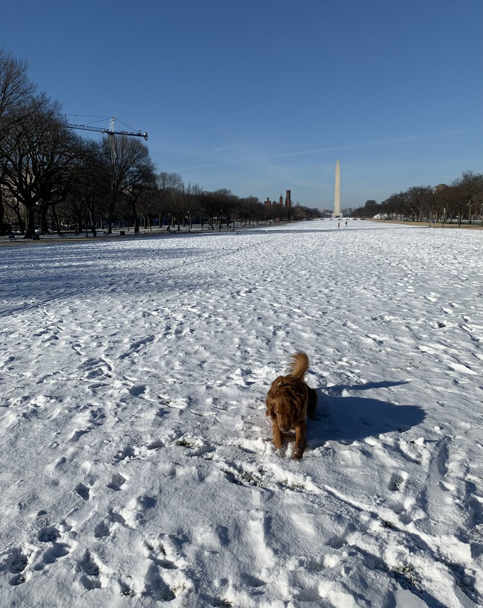 #Truman #goldenretriever #Snowdrop