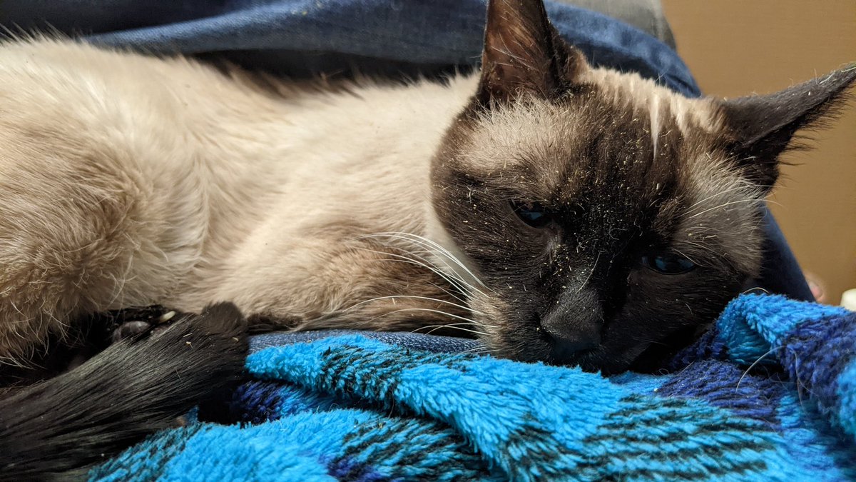 CleoTheSiamese's tweet photo. Someone spilt catnip all over the floor. I found it and had a good roll around. Now I am exhausted and gonna take a good cat nap! https://t.co/MJkBjTbksV