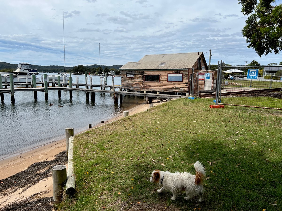 Empire Bay Reserve NSW Central Coast. A small fluffy dog on the grass in in the foreground, trotting towards the sandy beach. The neglected and dilapidated heritage listed Empire Bay boat shed and marina wharf is in the background. Other photos attached to this Tweet show a NSW Government Department of Planning and Environment fence and sign forbidding entry to this historic building site on public land. It is in a tranquil and beautiful seaside setting.