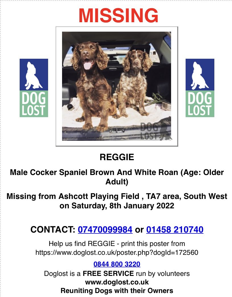rosieDoc2's tweet photo. ‼️BOTH OLDER DOGS‼️
TWO #Spaniels missing from #Ashcott playing fields #TA7 SOUTH WEST 8/1/22 

MARLEY male/OLDER ADULT brown #CockerSpaniel CHIPPED NEUTERED 
https://t.co/QoEPBCYV7b

REGGIE Male/OLDER ADULT brown #CockerSpaniel 
CHIPPED NEUTERED 
https://t.co/MQfzFP4xSO https://t.co/9le2cGCbyT