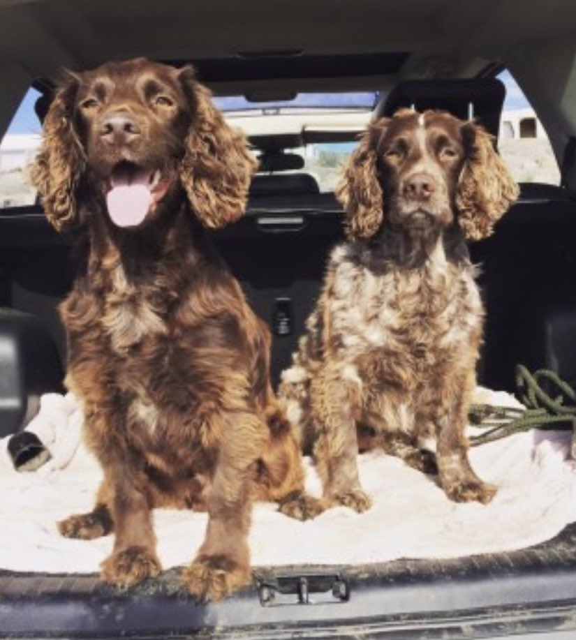 rosieDoc2's tweet photo. ‼️BOTH OLDER DOGS‼️
TWO #Spaniels missing from #Ashcott playing fields #TA7 SOUTH WEST 8/1/22 

MARLEY male/OLDER ADULT brown #CockerSpaniel CHIPPED NEUTERED 
https://t.co/QoEPBCYV7b

REGGIE Male/OLDER ADULT brown #CockerSpaniel 
CHIPPED NEUTERED 
https://t.co/MQfzFP4xSO https://t.co/9le2cGCbyT