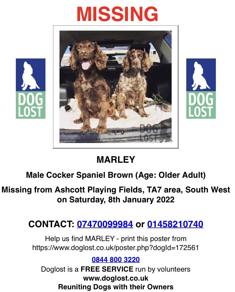 rosieDoc2's tweet photo. ‼️BOTH OLDER DOGS‼️
TWO #Spaniels missing from #Ashcott playing fields #TA7 SOUTH WEST 8/1/22 

MARLEY male/OLDER ADULT brown #CockerSpaniel CHIPPED NEUTERED 
https://t.co/QoEPBCYV7b

REGGIE Male/OLDER ADULT brown #CockerSpaniel 
CHIPPED NEUTERED 
https://t.co/MQfzFP4xSO https://t.co/9le2cGCbyT