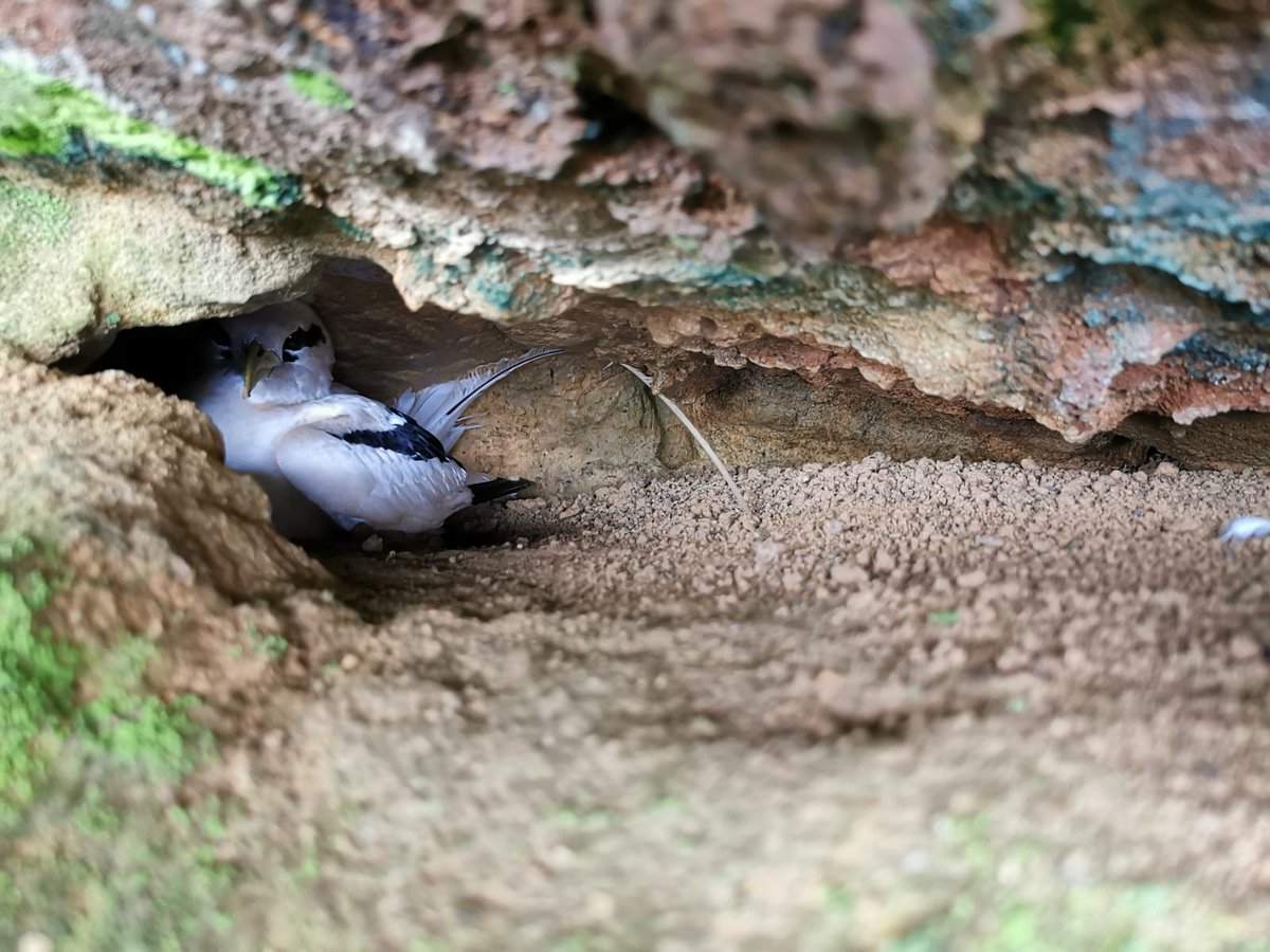 See that big smile on my face? It´s been there since I arrived on Príncipe one month ago...sad to leave this time, not knowing if I will be back!
But so grateful for the amazing experience here &amp; the opportunity to work with #tropicbirds 🥰🤩😎 So lucky! Now back to reality....