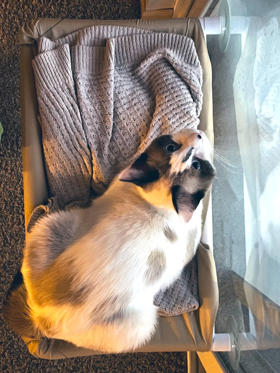 fargoraiderette's tweet photo. who is this big ol loaf! #tinyhead #bigbody #catsoftwitter https://t.co/2wbdmWuzmX