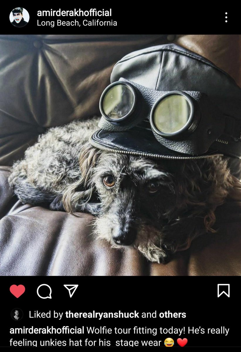 FallanFox's tweet photo. I need Ryan Shuck to know that I would die for Wolfie 🥺💞 (I also really want Amir's hat, where can I get one???)
#AmirDerakh #RyanShuck #WolfieofWallStreet 
#JulienK https://t.co/Nf3dHGwPLw