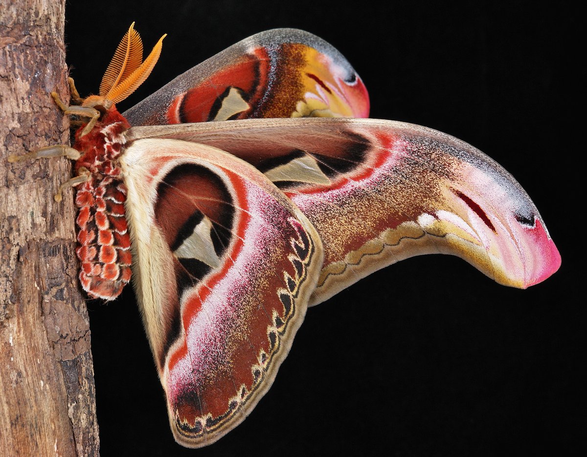sinobug's tweet photo. Male Atlas #Moth (Attacus atlas/taprobanis, Saturniidae)
https://t.co/voBqMAgkdZ
#insect #China #Yunnan #entomology #Lepidoptera #itchydogimages https://t.co/I1VFaFeExz