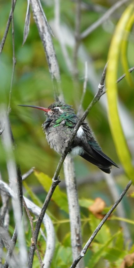 A very fun day at the @dbgphx w/ a very special visitor! #BroadBilled #hummingbird - a lifer for me! 🥳🥳