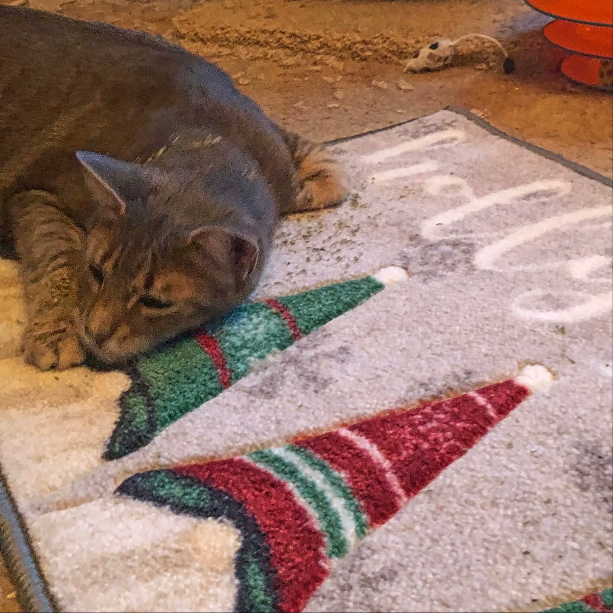 WayofCats's tweet photo. Bud-Bud is now thinking deep thoughts.
#KittenRaising #HelpItsanAlpha #Caturday #CatsofTwitter https://t.co/N7P5GK9nwI