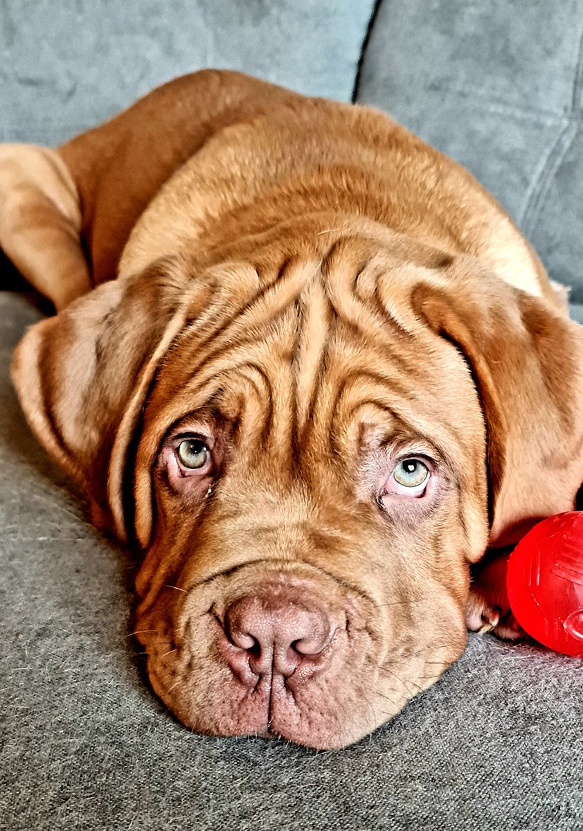 Dementedsquire7's tweet photo. Honoured to welcome this beautiful Biscay puppy to our Desquire Show Team and Family.

4 months old and is huge already! 

Everyone, meet Atlas 🥰 https://t.co/wF18iHmAip
