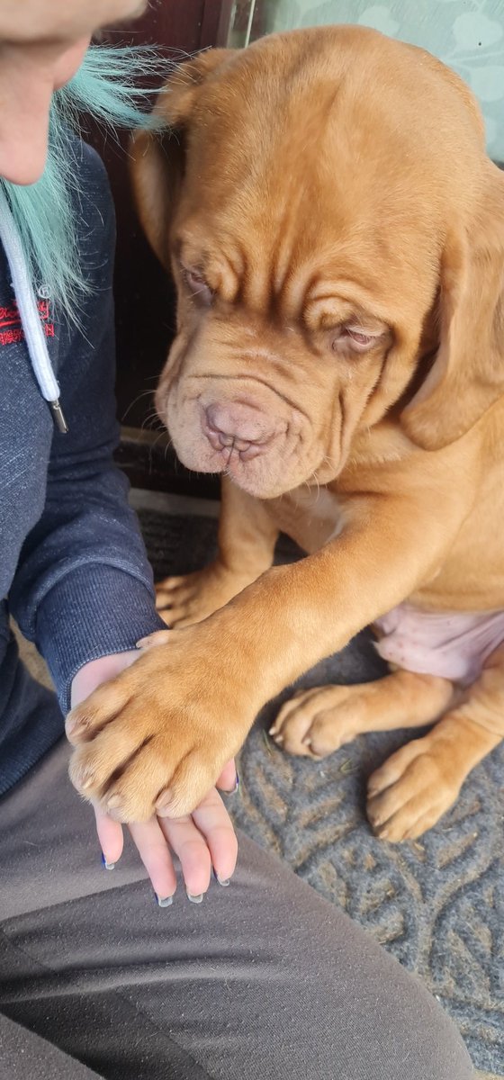 Dementedsquire7's tweet photo. Honoured to welcome this beautiful Biscay puppy to our Desquire Show Team and Family.

4 months old and is huge already! 

Everyone, meet Atlas 🥰 https://t.co/wF18iHmAip