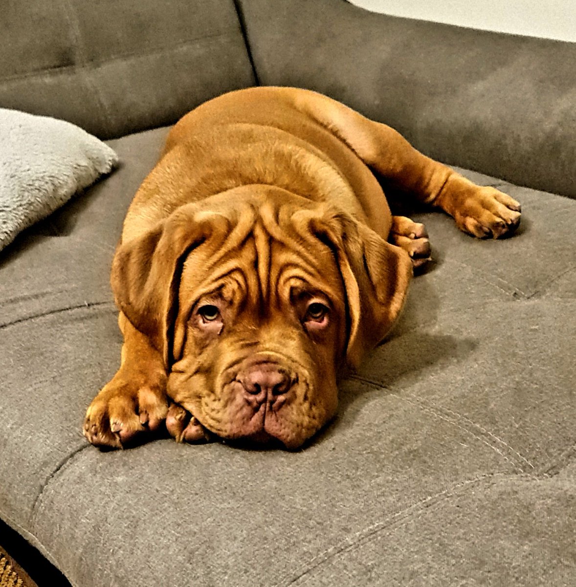 Dementedsquire7's tweet photo. Honoured to welcome this beautiful Biscay puppy to our Desquire Show Team and Family.

4 months old and is huge already! 

Everyone, meet Atlas 🥰 https://t.co/wF18iHmAip