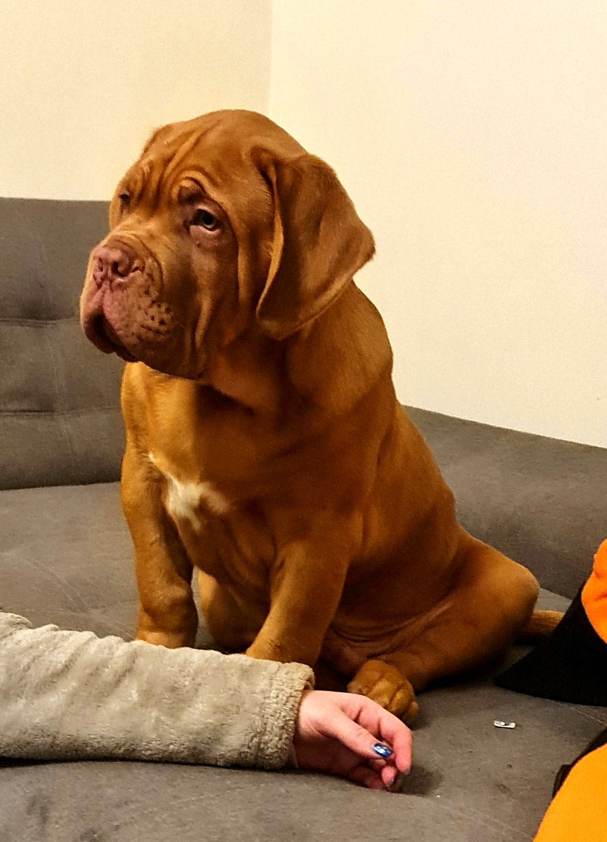 Dementedsquire7's tweet photo. Honoured to welcome this beautiful Biscay puppy to our Desquire Show Team and Family.

4 months old and is huge already! 

Everyone, meet Atlas 🥰 https://t.co/wF18iHmAip