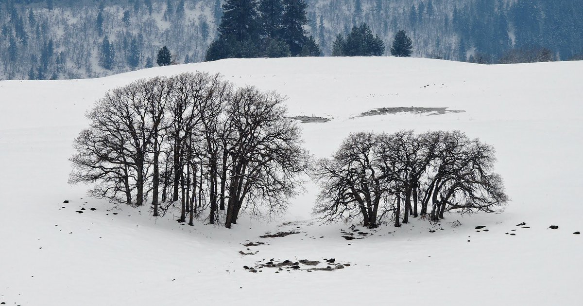 ForestServiceNW's tweet image. “Nature's peace will flow into you as sunshine flows into trees. Winds will blow their own freshness into you.”

--John Muir