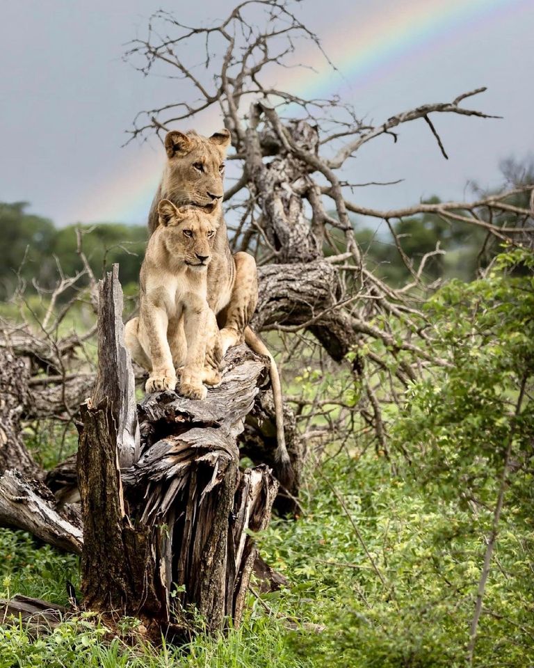 EndangeredMints's tweet photo. One of my personal favorites.  Two lions sit together on a downed tree, with a beautiful rainbow gleaming in the background.🌈
#NFTPhotography #CNFTs $ADA $ETH #BigCats https://t.co/l97zOYXIuT