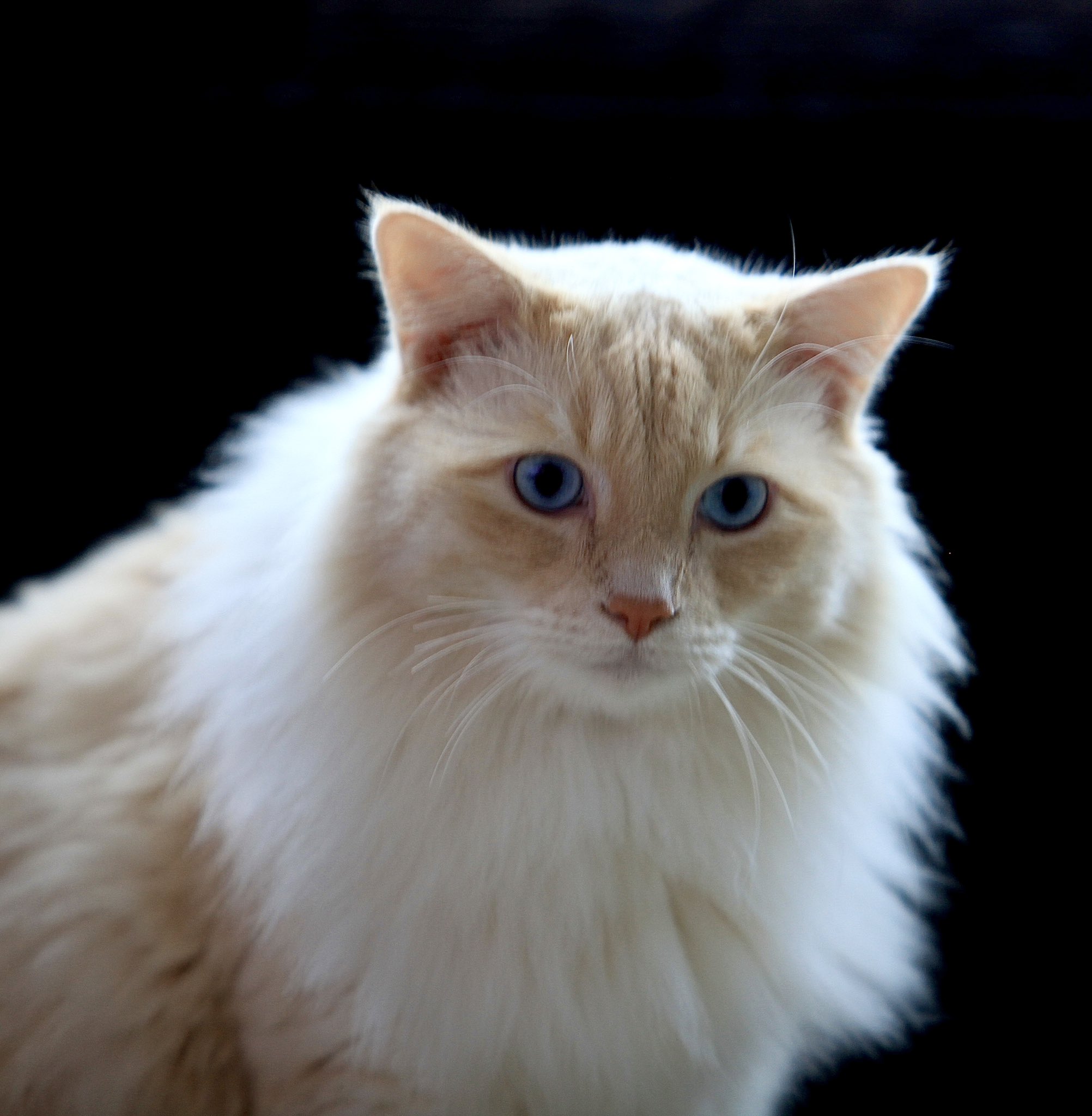 猫僮on Twitter Melcat 22 Bmama 哦 俺在给皇上拍免冠正面照 T Co Wnk4uferro Twitter