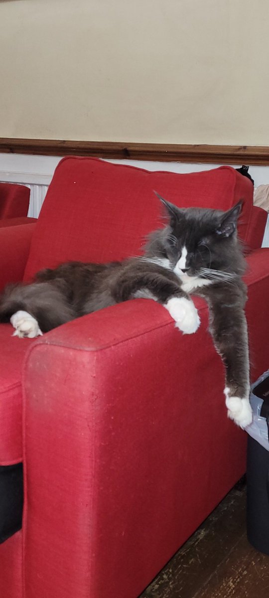 Rasputin_Cat's tweet photo. Night, sleep tight fellow felines https://t.co/eRVwkKPBRJ
