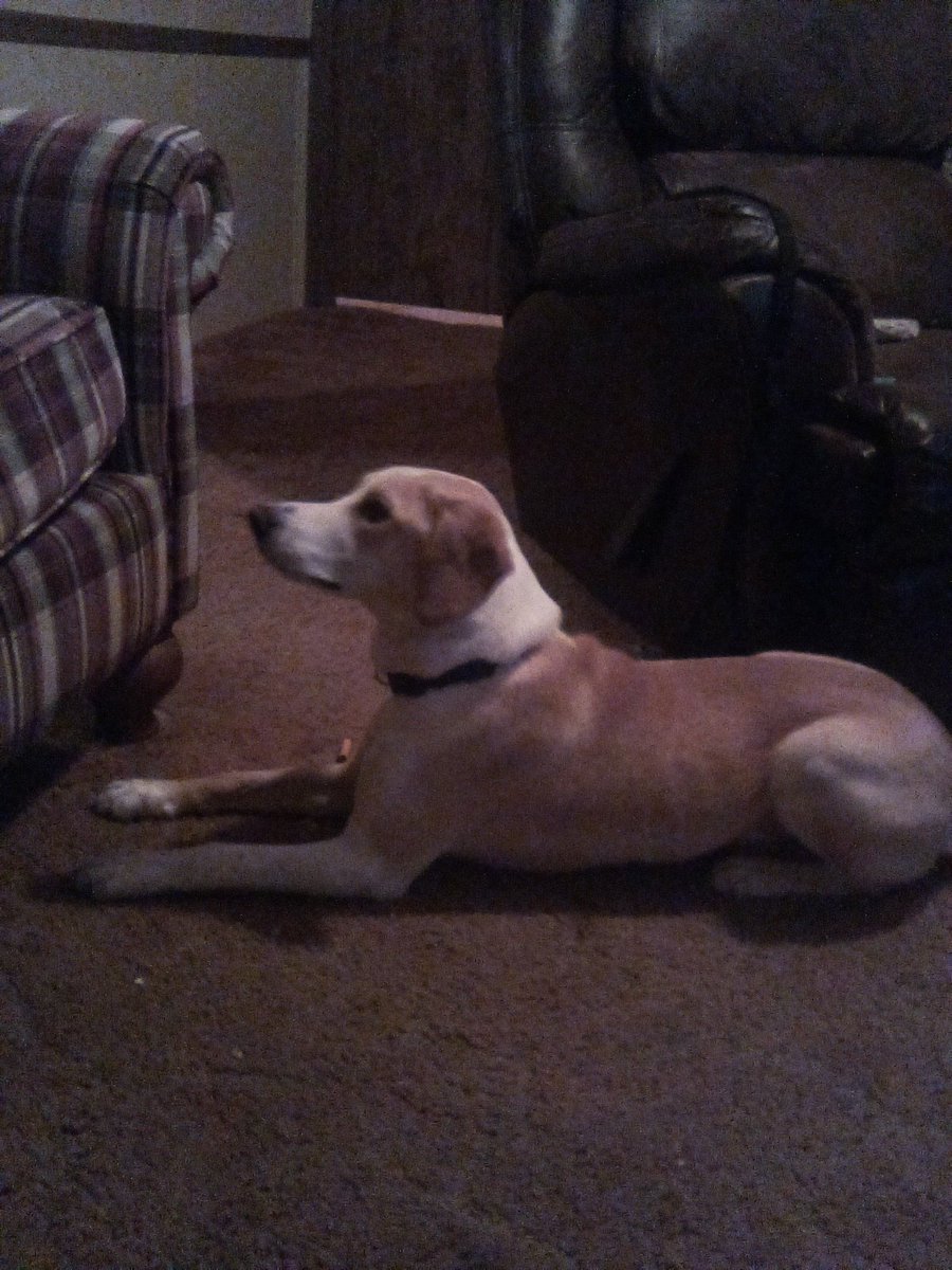 Look at my new edition to my family. His name is Bentley such a good dog, so sweet