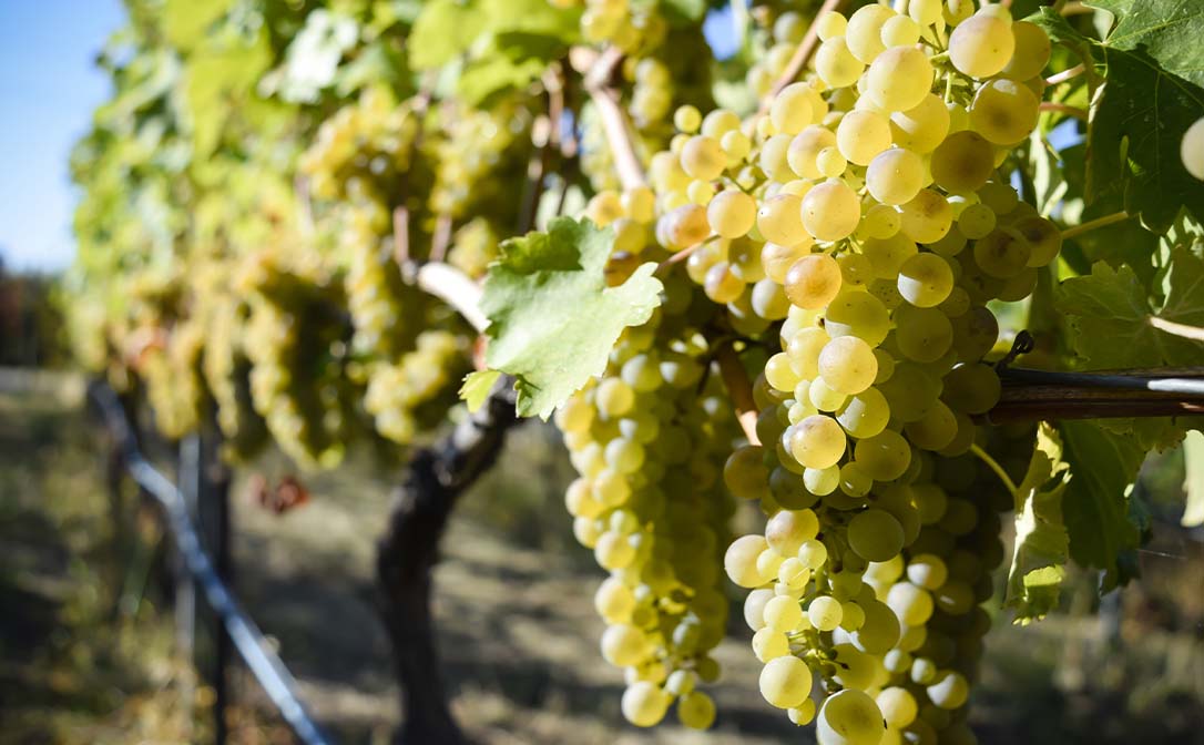 wineworldnews's tweet photo. France adds eight new varietals to approved wine grape lists and more news https://t.co/mbdrGBzX9D by @WineSearcher #champagne #BritneySpears #champagne #rioja @winewankers @janeansonwine @frankstero @thewinetattoo @talkavino @pietrosd @Premiumrioja @EmmanuelMacron @winegal57 https://t.co/TkfdJvl0n8