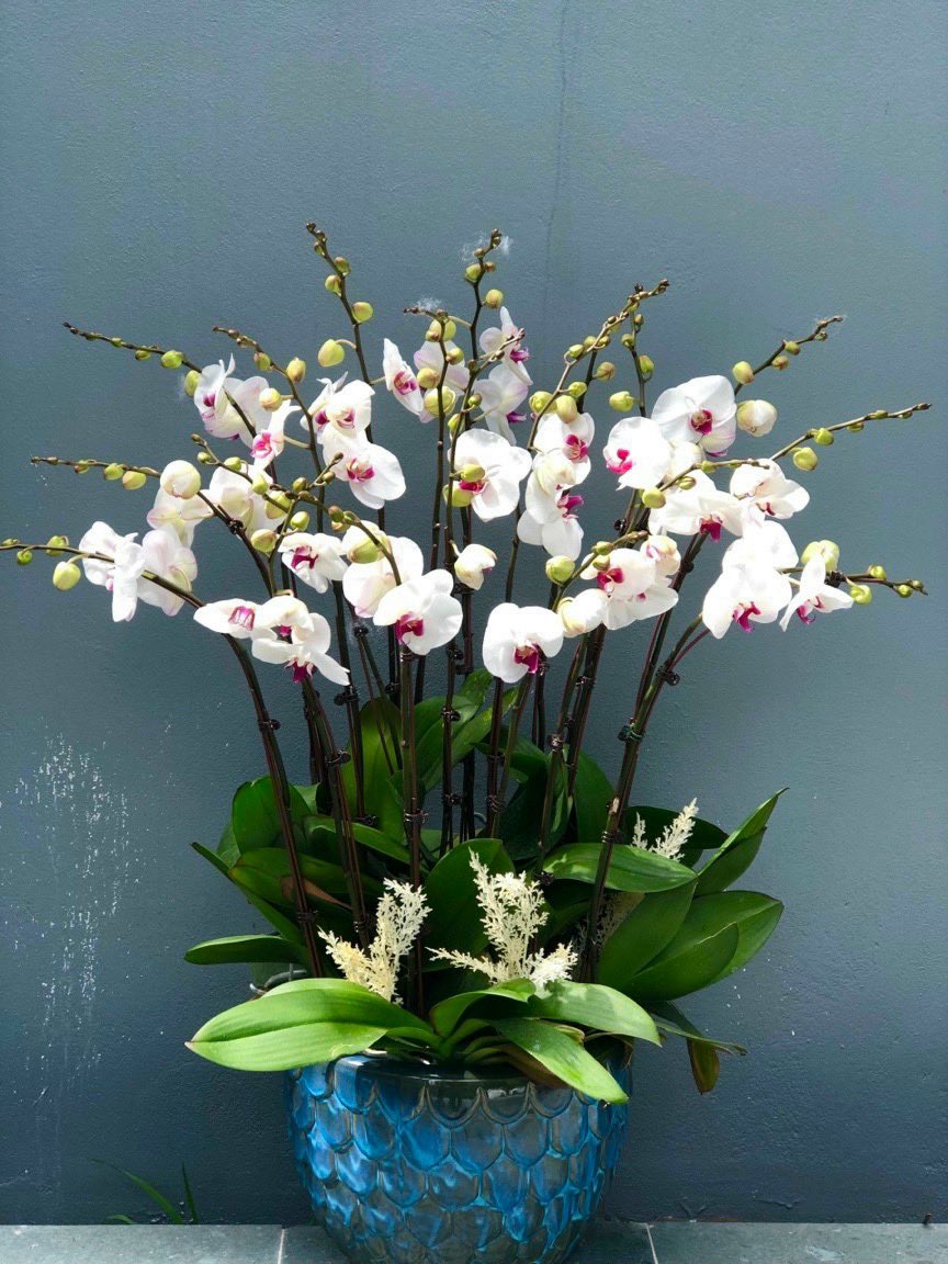 Tôi yêu màu hoa ấy!💖💖💖