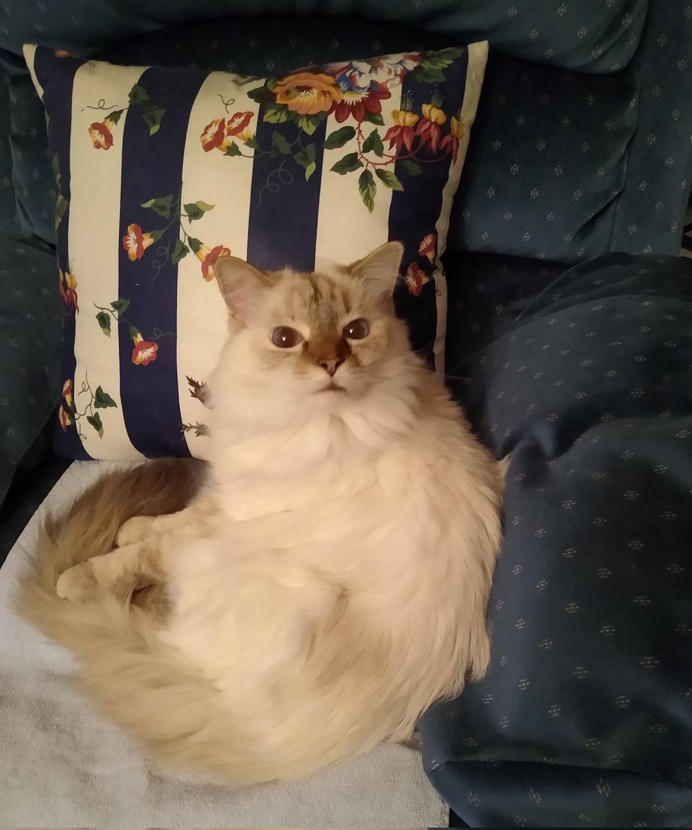 SoulReaper2222's tweet image. #CatsOfTwitter #Caturday
What? No, I'm pretty sure this is my chair.