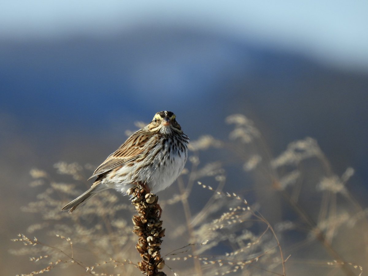 Luo_Qing's tweet photo. One of the many Savannah Sparrows on top of the landfill at Croton Point Park today. Cold but gorgeous day to be out there, and finally saw my #lifer American Pipits too! ☺️
#WinterBirding #BirdsofNY #BirdsSeenIn2022 https://t.co/6R9VqtSIYW