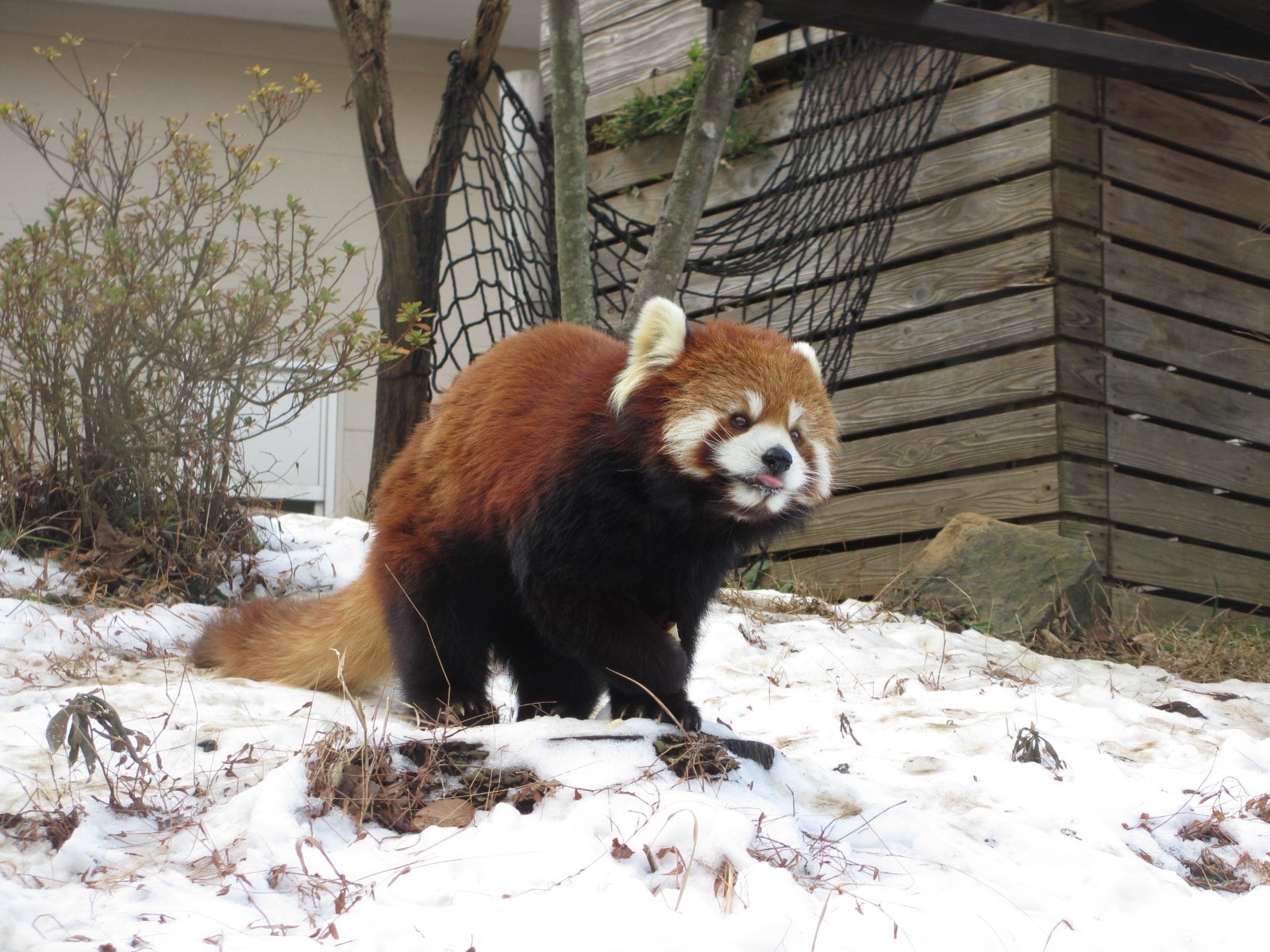 טוויטר 千葉市動物公園 公式 בטוויטר まだ残っている雪の上でリンゴを食べているみいちゃんです 雪がかなり溶けてきましたがまだまだレッサーパンダたちは楽しんでいます 飼2 千葉市動物公園 レッサーパンダ T Co 3hkpmpipgd
