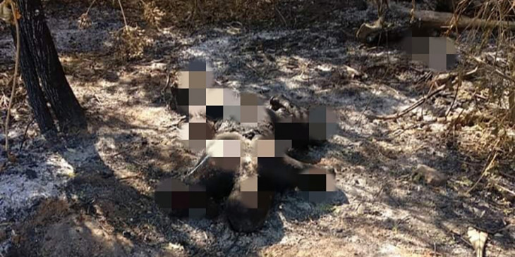miN13700's tweet photo. [1/2] U Aung Kyin, 55-year-old NLD supporter who was fleeing junta's violence between Zeetaw &amp; Kanswe vlgs in Magway's Yesagyo tsp, was burnt to death by Zeetaw administrator &amp; military troops. His charred body was found on afternoon of Jan8
#2022Jan9Coup
#WhatsHappeningInMyanmar https://t.co/S7a2i8Q79C