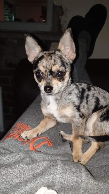 Aki is Missing 6 months from his Family #Dublin #Ireland  <a href="/chicathechih/">Chica the chihuahua and crew</a> <a href="/cheri_cheung/">Louis Vuitton the Chihuahua</a> <a href="/Sherlockthechi1/">Sherlock the chihuahua</a> <a href="/ChihuahuaBaxter/">🐾 Baxter 🐾</a> <a href="/thorcelebchi/">Thor the Chihuahua</a> <a href="/ChiKiPawsChi/">Chi Chi Chihuahua</a> <a href="/Starlathechi/">Starla The Chihuahua</a> #dogsoftwitter  #MissingDog  #bringakihome #DogsofTwittter @PerryTheDog65 <a href="/MissingDogsIrl/">Missing Dogs Ireland</a> <a href="/KYRON_DANJINDO/">The Dogfather</a>   #share