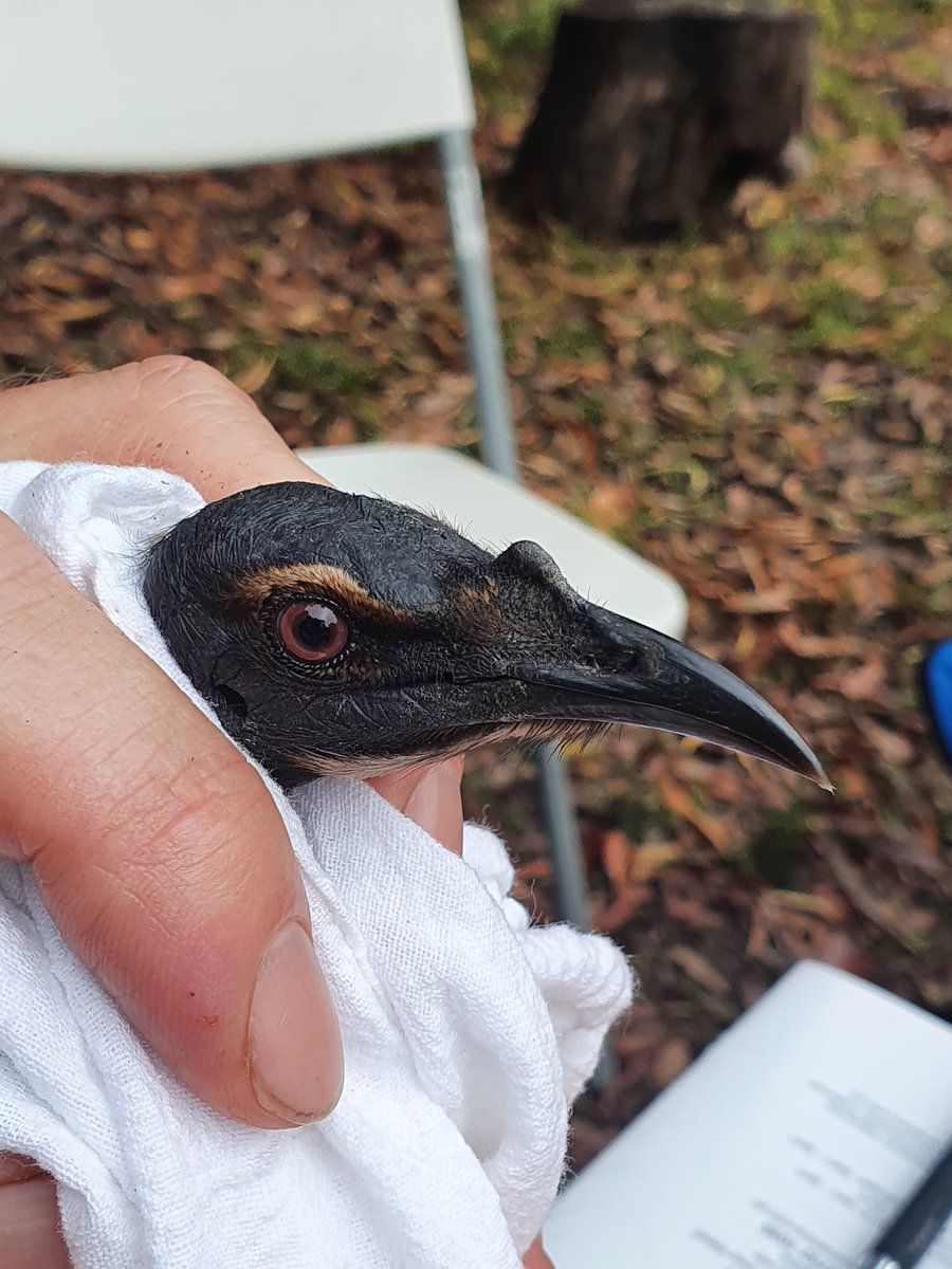 TheTomasKelly's tweet photo. #birds are actually #dinosaurs, and the head of this Noisy Friarbird is definitive proof!! 😉😂🐦🦖 https://t.co/Ecjy5fmUHk