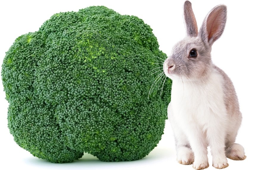 Broccoli tweet media