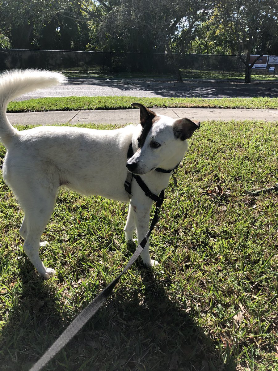 Hello all of my frens! I haz been recovering from my heart problems. Hoomama says I look like a puppy again! I iz much much better. Lost 9 pounds of water weight. Can run and play! Plus Hoomama had da COVID thingy. Love you all! ❤️🐶🐾
#dogsoftwitter #ZSHQ