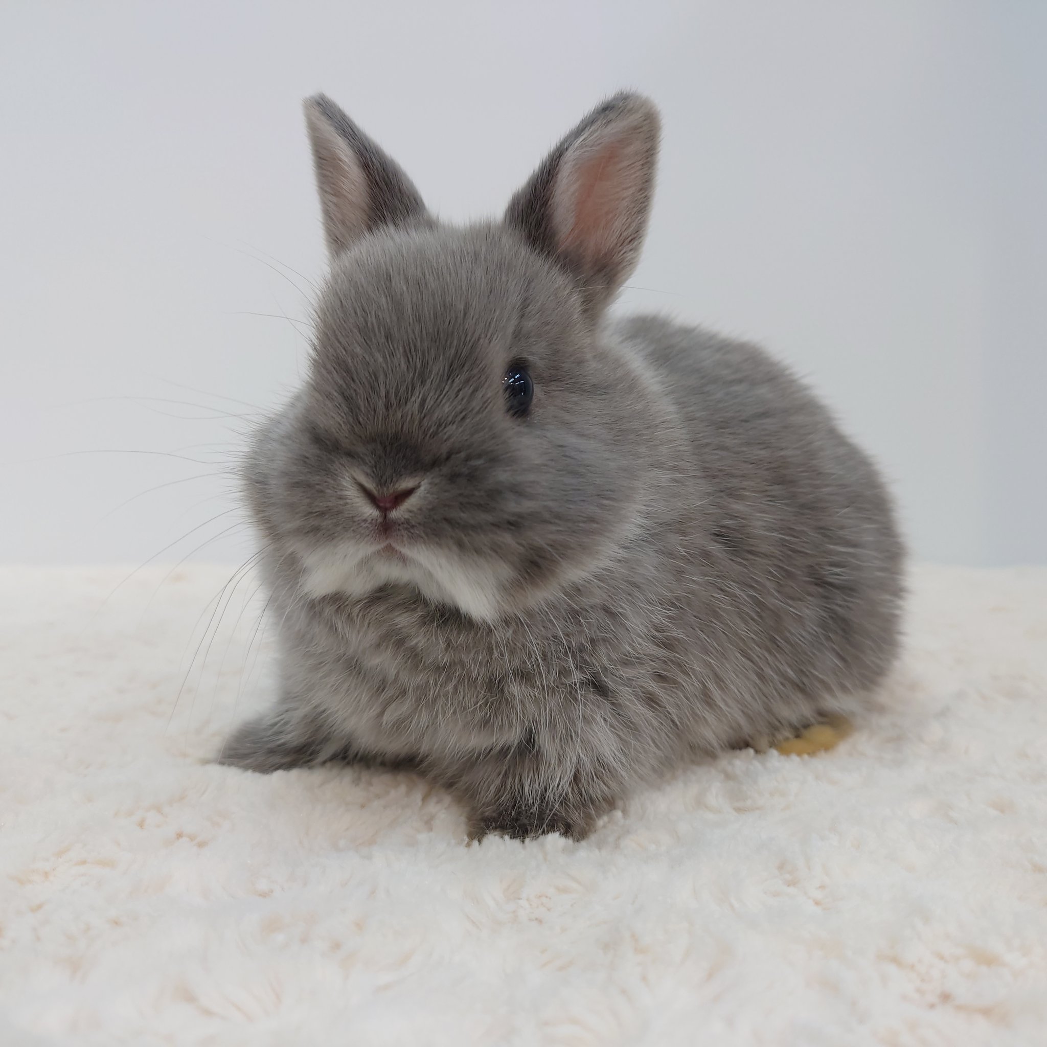 うさぎ専門店うさぎ村 No Twitter 支倉町店 12 7 生 ネザーランドドワーフ スモークパール ブラックシルバーマーチン チェスナット 久しぶりにネザー赤ちゃんのご予約スタート もっちりほっぺでかわいいきょうだいです T Co