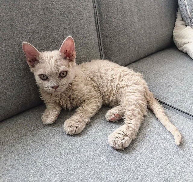 Todo Dia Gatinhos 🐾 tweet media