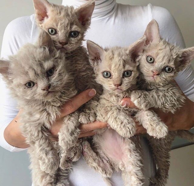 Todo Dia Gatinhos 🐾 tweet media
