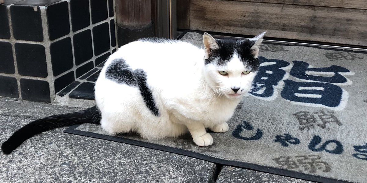 HIROMORITATOKYO's tweet photo. the cat that called "hachi" by only me at neighborhood.
because it's "ハチワレ" in Japanese.
Bad eyesight,it's ok!
el gato que solo yo llamaba "hachi" en el barrio.
porque es "ハチワレ" en japonés.
Mala vista, está bien!
#英語 #スペイン語 #gato #chat #mao #kazte #kedi #猫 https://t.co/J7bk2mcYc6