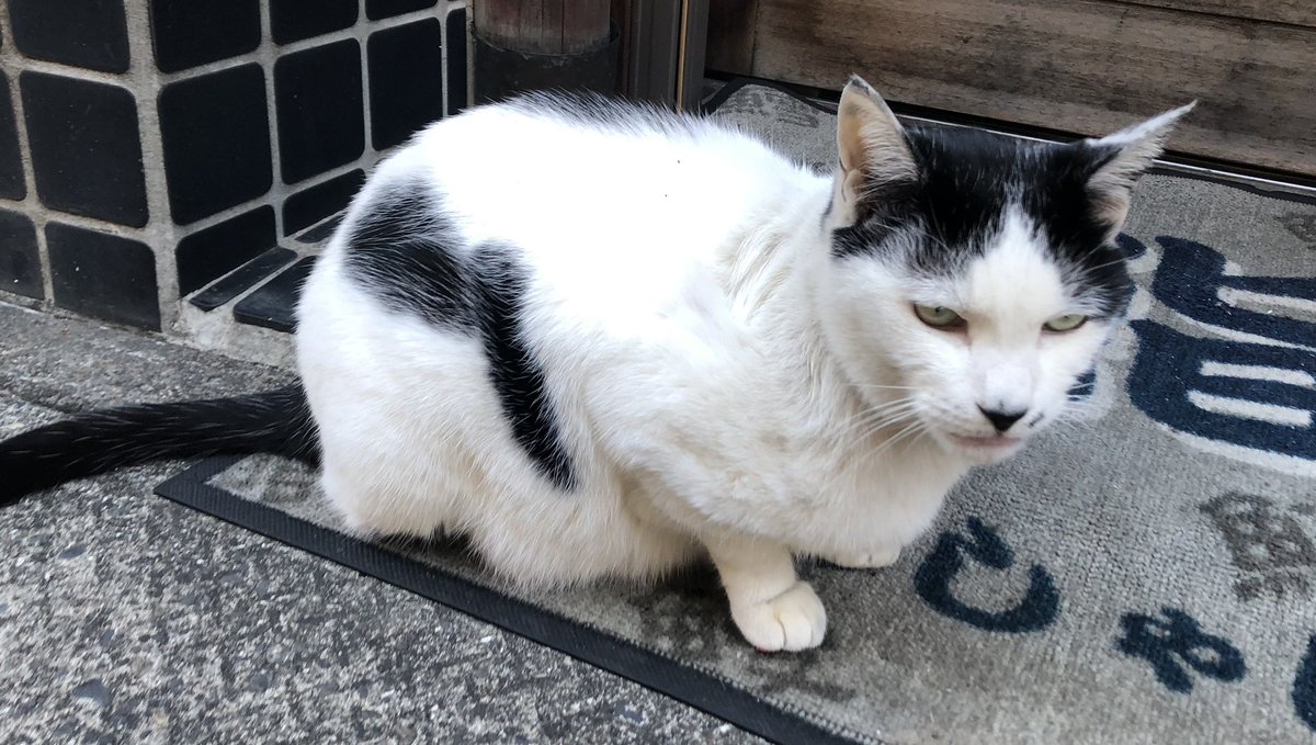 HIROMORITATOKYO's tweet photo. the cat that called "hachi" by only me at neighborhood.
because it's "ハチワレ" in Japanese.
Bad eyesight,it's ok!
el gato que solo yo llamaba "hachi" en el barrio.
porque es "ハチワレ" en japonés.
Mala vista, está bien!
#英語 #スペイン語 #gato #chat #mao #kazte #kedi #猫 https://t.co/J7bk2mcYc6