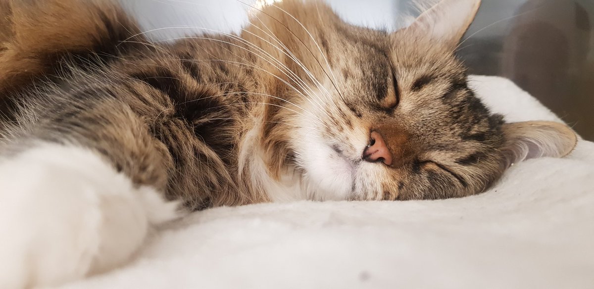 Hewsti's tweet photo. don't wake her up https://t.co/11VNzUTa9t
