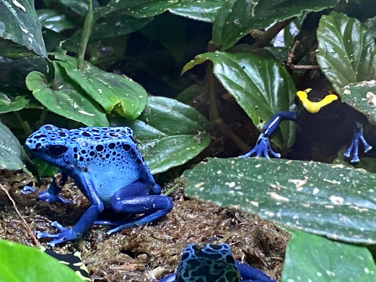 kristin_sandau's tweet photo. 🥶 pandemic day in MN + not safe to fly to  🌞 state = a morning at #ComoPark Conservatory to walk among 🌴indoors. Sign said yellow &amp; black poison dart frogs…little fella in back has yellow &amp; black head on a blue body. Hybrid? https://t.co/Y8qx1fmeqt