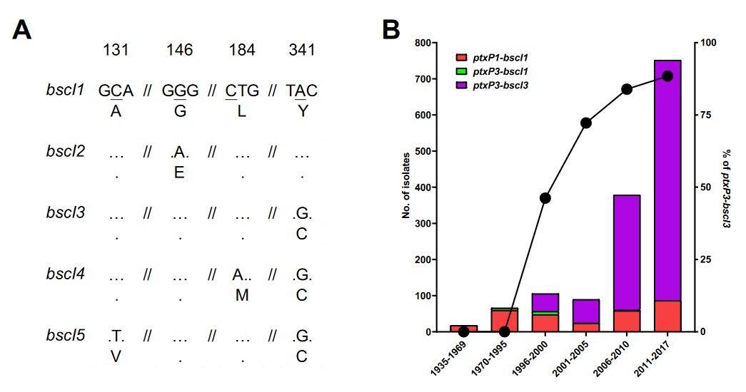 New Australian #bordetella #pertussis #genomics preprint alert! 

<a href="/LanlabUnsw/">lanlabUNSW</a> <a href="/AliceZhengXu/">Alice Zheng Xu</a>  <a href="/sophie_octavia/">Sophie Octavia</a> 

biorxiv.org/content/10.110…