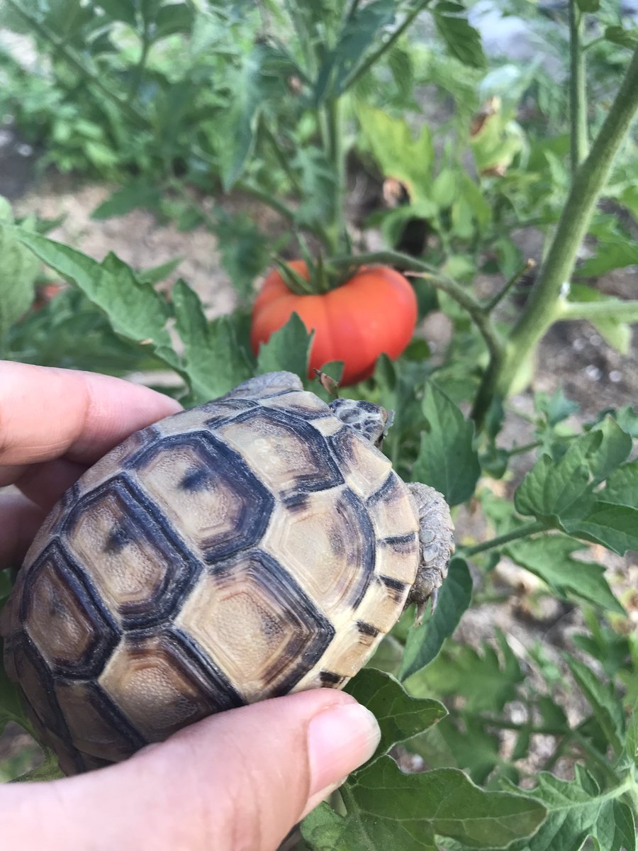 🥰günaydın pazar günaydın arkadaşlar🐞
