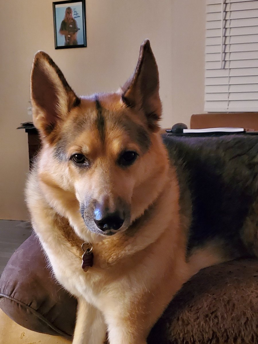 QueenDakota4's tweet image. Let's Go Knights!!

#goknightsgo #VegasBorn #fortressathome