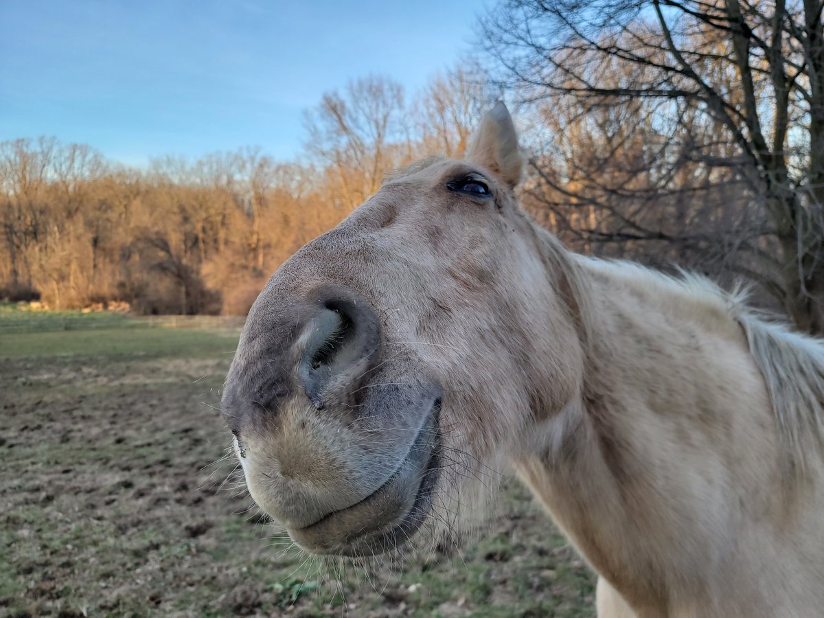 BOOP! #adventuresinpetsitting #Dreamer #WestChesterPa