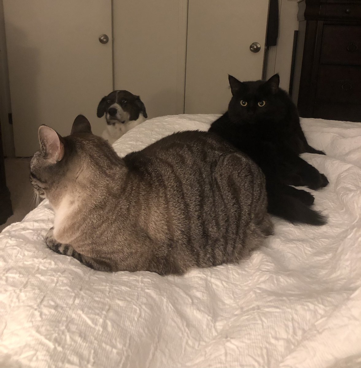 When you upgrade to a King bed so the cats have more room #CatsOfTwitter #cats #nectarsleep