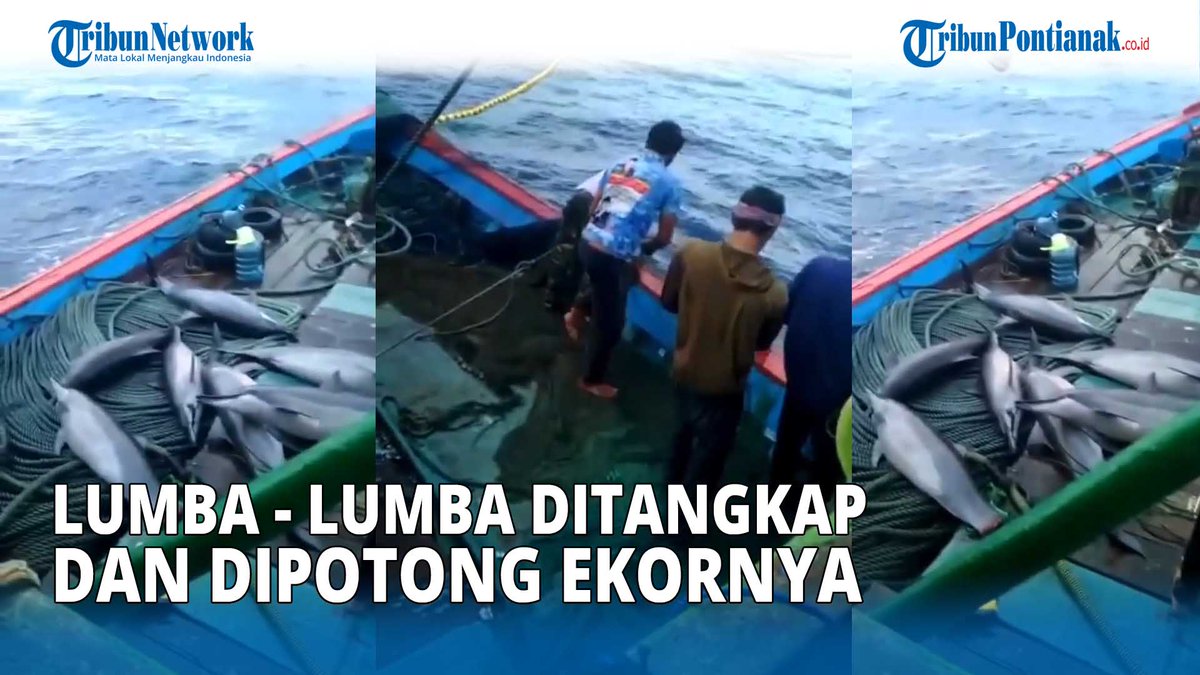 tribunpontianak's tweet photo. Miris, Viral Video Penangkapan Hewan Dilindungi Lumba-Lumba di Pacitan, Ini Penjelasan BBKSDA

Video Selengkapnya : https://t.co/bczXAUFDdO

#LumbaLumba #HewanDilindungi #BBKSDA #Pacitan #Nelayan #PotongEkor #TindakPidana #Denda https://t.co/GctK9hUAs1
