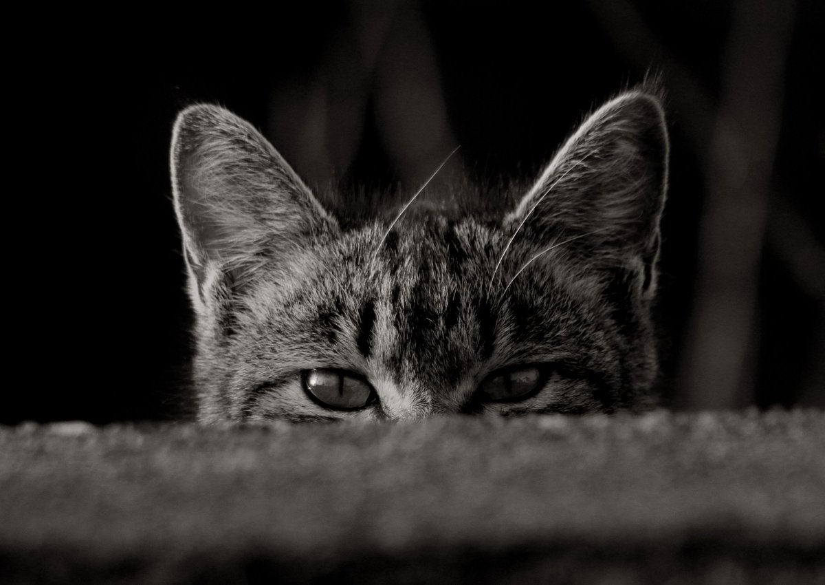 新しい趣味初めました
m(_ _)m
#キャノン 
#猫 
＃猫写真